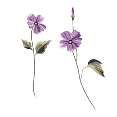 The most delicate flower of Cosmos © Vladimir