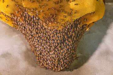 A large beehive built on a concrete wall. The beehive is made of hexagonal plates stacked in...