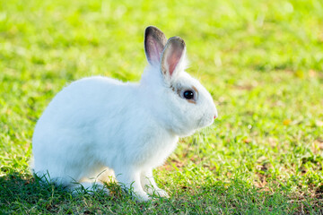 Cute little white rabbit on green grass with natural bokeh as background during spring warm summer day. Young adorable bunny playing in garden and sunlight morning.
