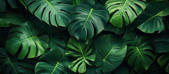 Fototapeta premium Tropical Leaf Background - Lush Greenery
