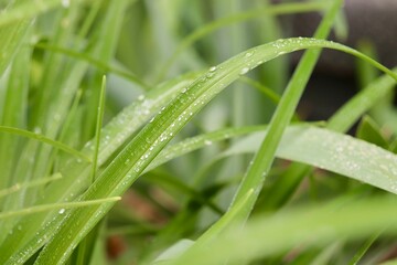 Wet grass blades 