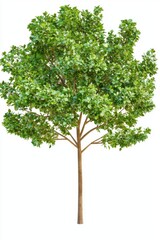 Obraz premium Isolated Ash Tree with Spreading Branches on White Background