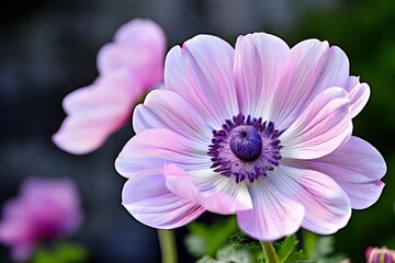 Obraz premium anemone chrysanthemum large outer petals with a button like cen