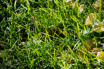 grass with dew drops, nacka,sverige,sweden,stockholm,mats,summer