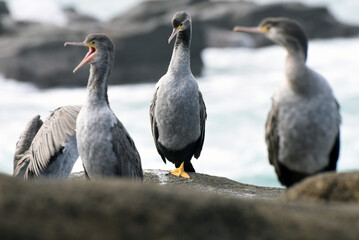 a colony of little pied cormorants (microcarbo melanoleucos brevirostris) sitting on the wild Curio Bay Cliffs in the Catlins area  in New Zealand, South Island