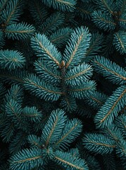 Dark blue spruce pine tree branches
