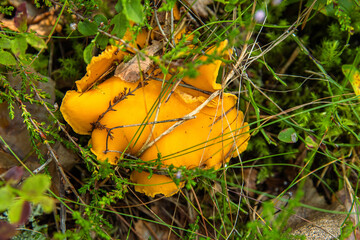 A closeup of a yellow chanterelle fungi growing in the forest in green grass and moss. Foraging wild edible mushrooms. Southern Finland, Kymenlaakso, Hamina. Selective focus. Top view