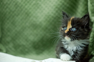 Katze blickt seitlich ins Bild