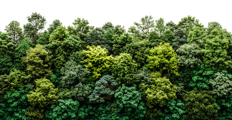 Forest trees with transparent background png jungle cut out design element