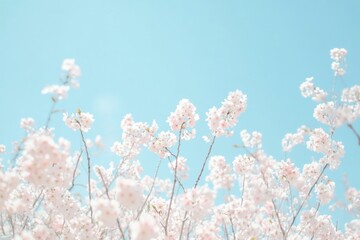 Naklejka premium Field of blooming cherry blossoms with pink flowers and blue sky, perfect for social media background