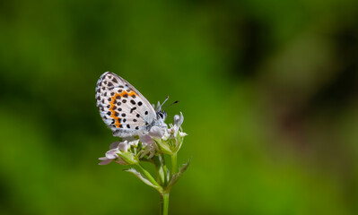 a wonderful little butterfly with black dots,Checkered Blue, Scolitantides orion