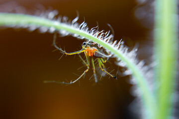 Lynx spider