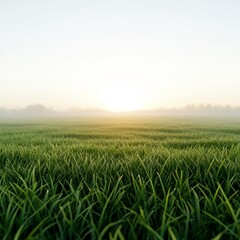 Fototapeta premium Morning fog, dewy meadow, soft sunrise, 3D illustration