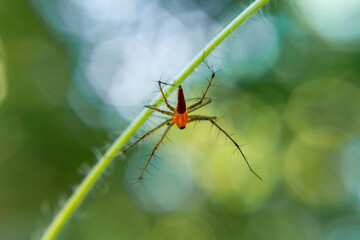Fototapeta premium Lynx spider