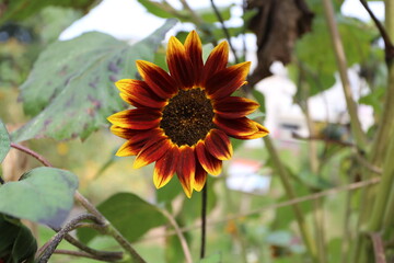 Tournesol velours Queen Helianthus
