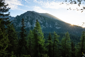 Coniferous forest, High Tatras mountains, Slovakia, sunrise scene