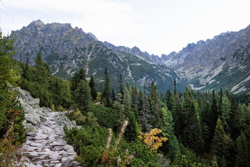Coniferous forest, High Tatras mountains, Slovakia, sunrise scene