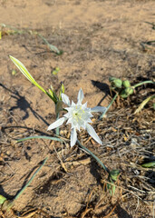 Pancratium maritimum flower in the Capo Pecora nature reserve in Sardinia