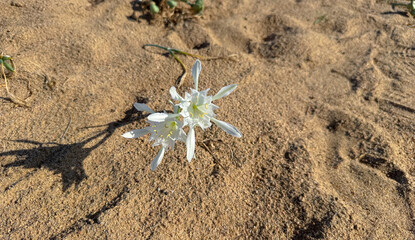 Pancratium maritimum flower in the Capo Pecora nature reserve in Sardinia