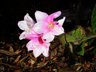 Fiore