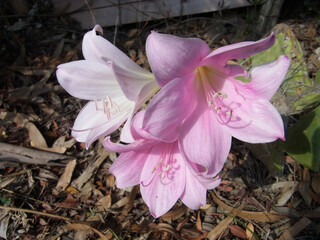 Fiore