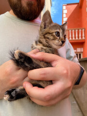 Millennial man in a straw hat and sunglasses holds lovingly at a small kitten in his hands. Tenderness moment captures the bond between human and pet. Themes of care and affection