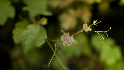 Grape leaves close up in garden