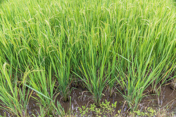 Fototapeta premium Methane emission from rice farming from traditional flooded-field.
