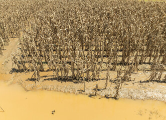 Flash flood destroys corn and vegetable crop in Southeast asia.