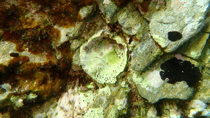 Seashell of bivalve mollusc Thorny oyster (Spondylus gaederopus) undersea, Aegean Sea, Greece, Skiathos island, Vasilias beach © Alexey