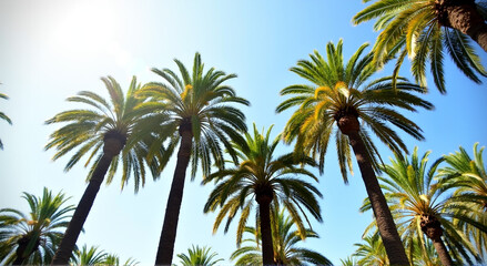 Obraz premium palm trees against blue sky