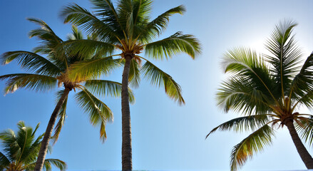 Fototapeta premium palm trees on the beach