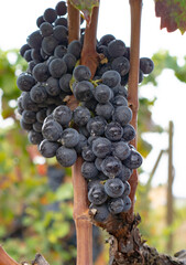 carignano cannonau and vermentino grapes ready for harvest