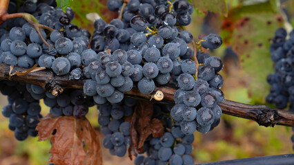 carignano cannonau and vermentino grapes ready for harvest