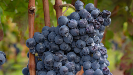 carignano cannonau and vermentino grapes ready for harvest