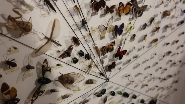 studying insects in the laboratory