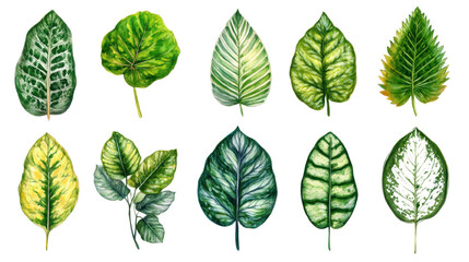 Obraz premium Variety of Green Leaves in Vibrant Colors