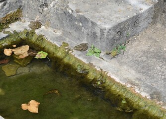Grenouilles vertes (Pelophylax) sur le bord d'un bassin colonisé par des algues