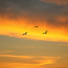 Three birds flying against a dramatic orange sunset sky