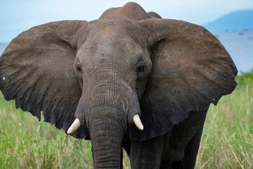 Obraz premium African Elephant close up portrait at Murchison falls National park in Uganda