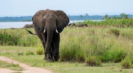 African Elephant in bushland at Murchison falls National park in Uganda along the white nile river