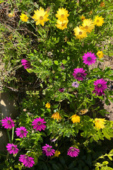 Obraz premium Bright and colorful daisy spring flowers