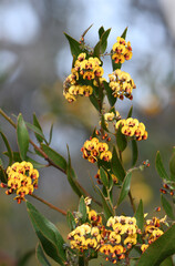 Yellow and red flowers of Australian native Narrow Leaf Bitter Pea Daviesia corymbosa, family Fabaceae, subfamily Faboideae, growing in Sydney sandstone heathland. Endemic to NSW