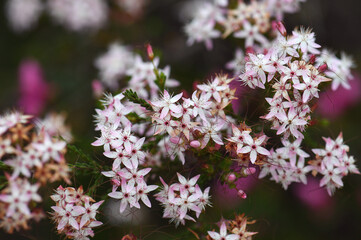 Pink and white flowers and red calyces of Australian native Fringe Myrtle, Calytrix tetragona,...