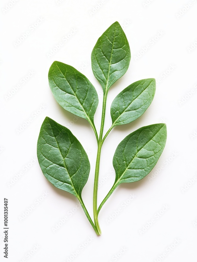 Poster A sprig of fresh, vibrant green spinach leaves isolated on a pristine white background.  The leaves are arranged in a natural, elegant formation, showcasing their delicate texture and rich color. This