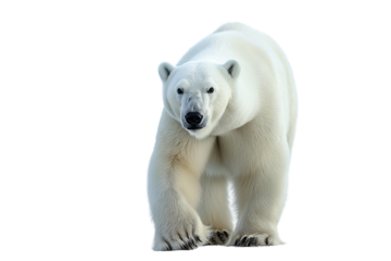 Polar Bear (Ursus maritimus) die cut transparent.