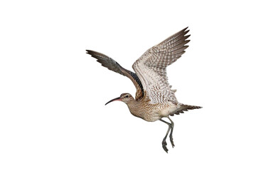 Beautiful flying Numenius Phaseolus isolated on transparent background png file