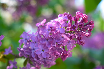 blooming lilac lilac in summer on blurred background