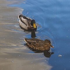 A pair of ducks on the Trittau mill pond