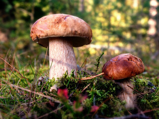  Borowik szlachetny: Boletus edulis.